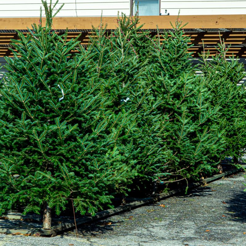Christmas Tree Lot